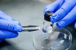 NTU Singapore researchers develop flexible crystal, paving the way for more efficient bendable electronics
