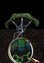 Auxin visualized for the first time