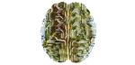 Brain-on-a-chip would need little training