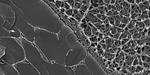 Inspired by nature, the research to develop a new load-bearing material