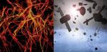 A Solution to Space Junk: Satellites Made of Mushrooms?