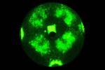 Nanoparticles: The Complex Rhythm of Chemistry