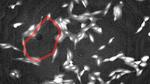 Researchers use ‘hole-y’ math and machine learning to study cellular self-assembly
