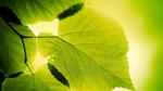 An artificial leaf made from semiconducting polymers