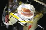 Graphene ‘camera’ captures real-time electrical activity of beating heart