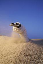 Physicists at Georgia Tech and engineers at UC Santa Barbara are exploring the shallow underground world with a burrowing soft robot