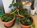 Smart Irrigation