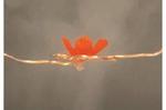 Chenfeng Ke’s Lab Turns Up the Heat on 3D Printing Inks
