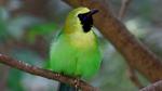 Can optical structures in feathers of a bird spawn a technology revolution?