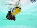 Swimming robot gives fresh insight into locomotion and neuroscience