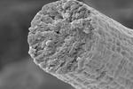 Synthetic biology enables microbes to build synthetic muscle