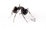 Winged microchip is smallest-ever human-made flying structure