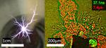 Lightning in the water: Ultrafast X-ray provides new look at plasma discharge breakdown in water