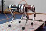 One giant leap for the mini cheetah