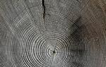 Pioneering new process creates versatile moldable wood