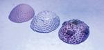 3D printing frames a restoration for coral