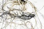 Storing energy in plants with electronic roots