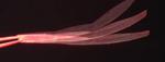 Light-powered soft robots could suck up oil spills