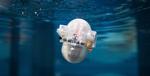 Engineers Teach AI to Navigate Ocean with Minimal Energy