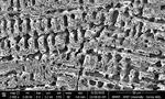 New copper surface eliminates bacteria in just two minutes