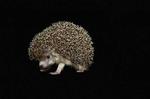 Magnetic ‘hedgehogs’ could store big data in a small space