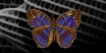 Applying the butterfly principle