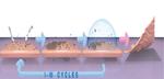 Graphene crystals grow better under copper cover