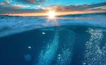 A 3D approach to protecting biodiversity on the high seas