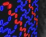 ‘Frustrated’ nanomagnets order themselves through disorder