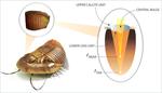 Inspired by Prehistoric Creatures, NIST Researchers Make Record-Setting Lenses