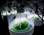 Bioplastics point the way to an environmentally sustainable, green future