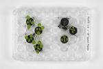 Scientists Grow Plants in Lunar Soil