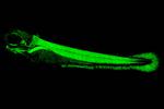 How Electric Fish Were Able to Evolve Electric Organs