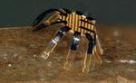 Tiny robotic crab is smallest-ever remote-controlled walking robot