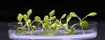 Artificial photosynthesis can produce food without sunshine