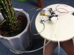 Plant Care System Based on Pi3 and Wio Node