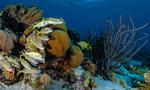 Computer modelling aims to inform restoration, conservation of coral reefs