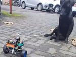 Self Balancing WiFi Controlled Robot with PanTilt Camera