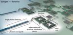 NIST’s Superconducting Hardware Could Scale Up Brain-Inspired Computing