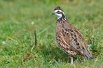 AI answers the call for quail information