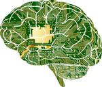 Our brains use quantum computation