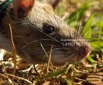 RatPack : Wearable Technology for the African Giant Pouched Rat