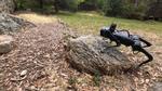 A Low-Cost Robot Ready for Any Obstacle