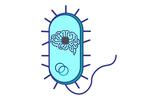 Technion and MIT collaborate to transform bacterial cells into living artificial neural circuits. Applications include biomanufacturing and therapeutics