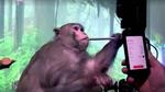 Neuralink demo shows monkey performing ‘telepathic typing’