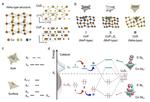 Tuning Local Coordination of Catalysts for Better Lithium-Sulfur Batteries