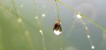 Sensing water for smarter agriculture