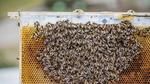 Robotic system offers hidden window into collective bee behavior