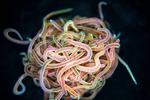 How to untangle a worm ball: Mathematicians solve a knotty mystery