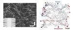 Nanowire networks learn and remember like a human brain